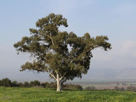 בגבעה. 